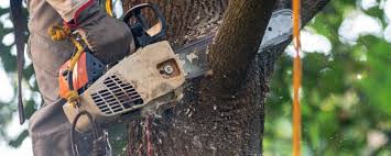 Trusted Aubrey, TX Tree Removal Experts